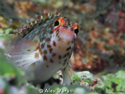 Cirrhitichthys oxycephalus by Alex Varani 